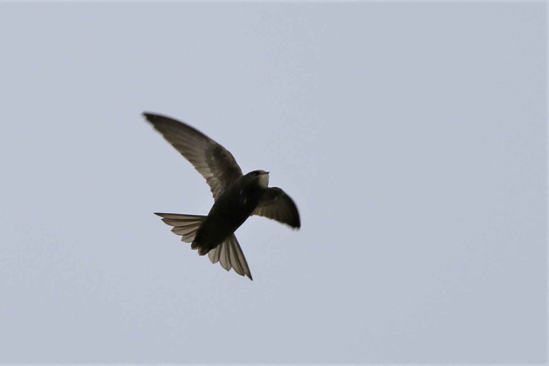 Pallid Swift